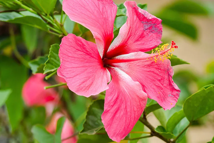 Nahaufnahme einer pinken Hibiskusblüte